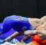 Табаев и Магамадов упустили медали - WSport.Su