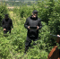 В Чечне за этот год обследовали более 170 гектара лесных земель - ИА Грозный-информ