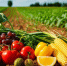 Производство сельхозпродукции в Чечне увеличилось на 3,6% - ИА Грозный-информ