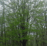 Установили сроки начало вегетационного периода у древесных растений в 2026 году в Чечне и Ингушетии - Рослесозащита Чеченской Республики